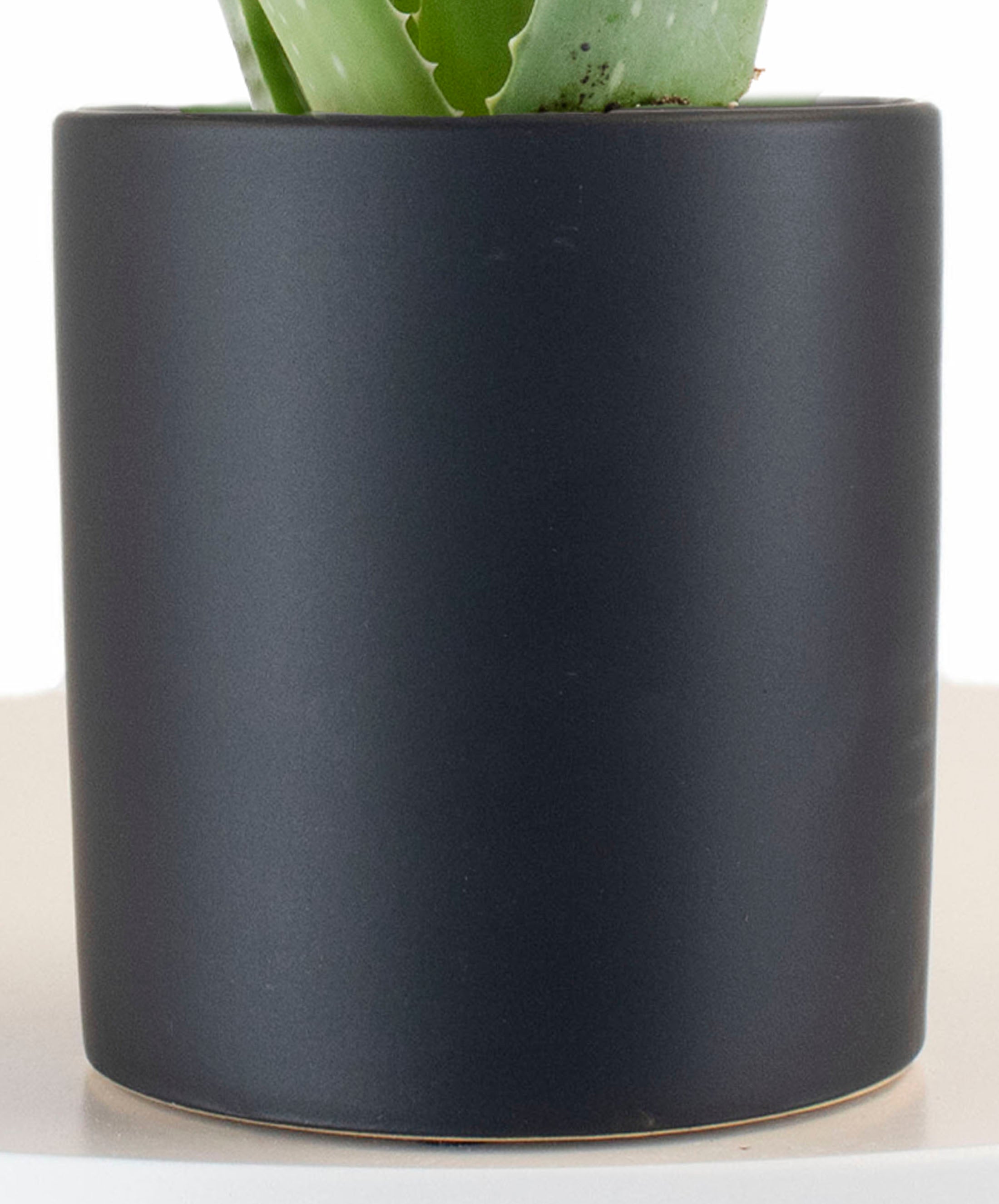 black cylinder plant pot Aloe Vera House Plant in Black Ceramic Cylinder Planter – Shop Succulents