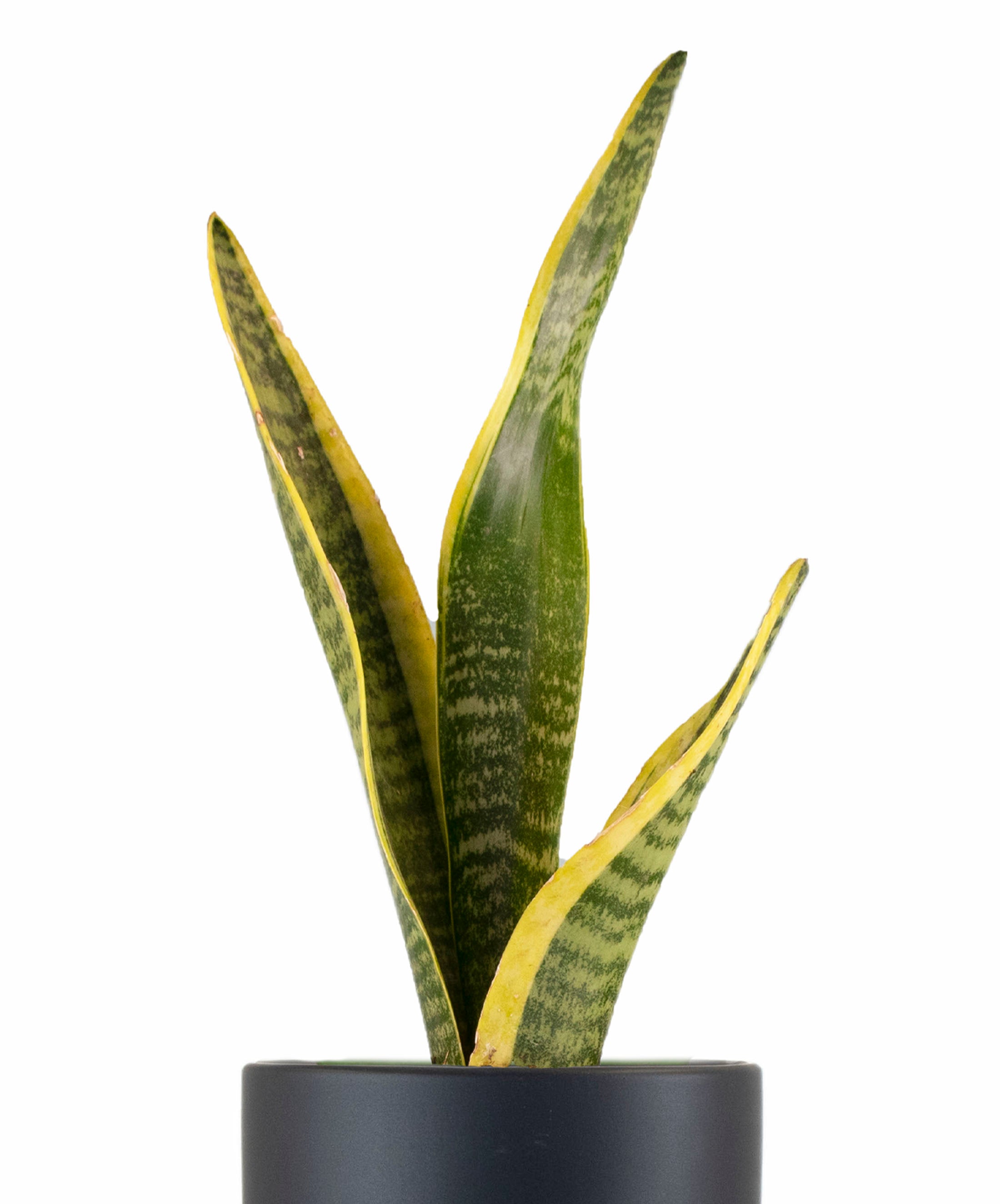 black planter snake plant Sansevieria Laurentii in Black Ceramic Cylinder Planter – Shop Succulents
