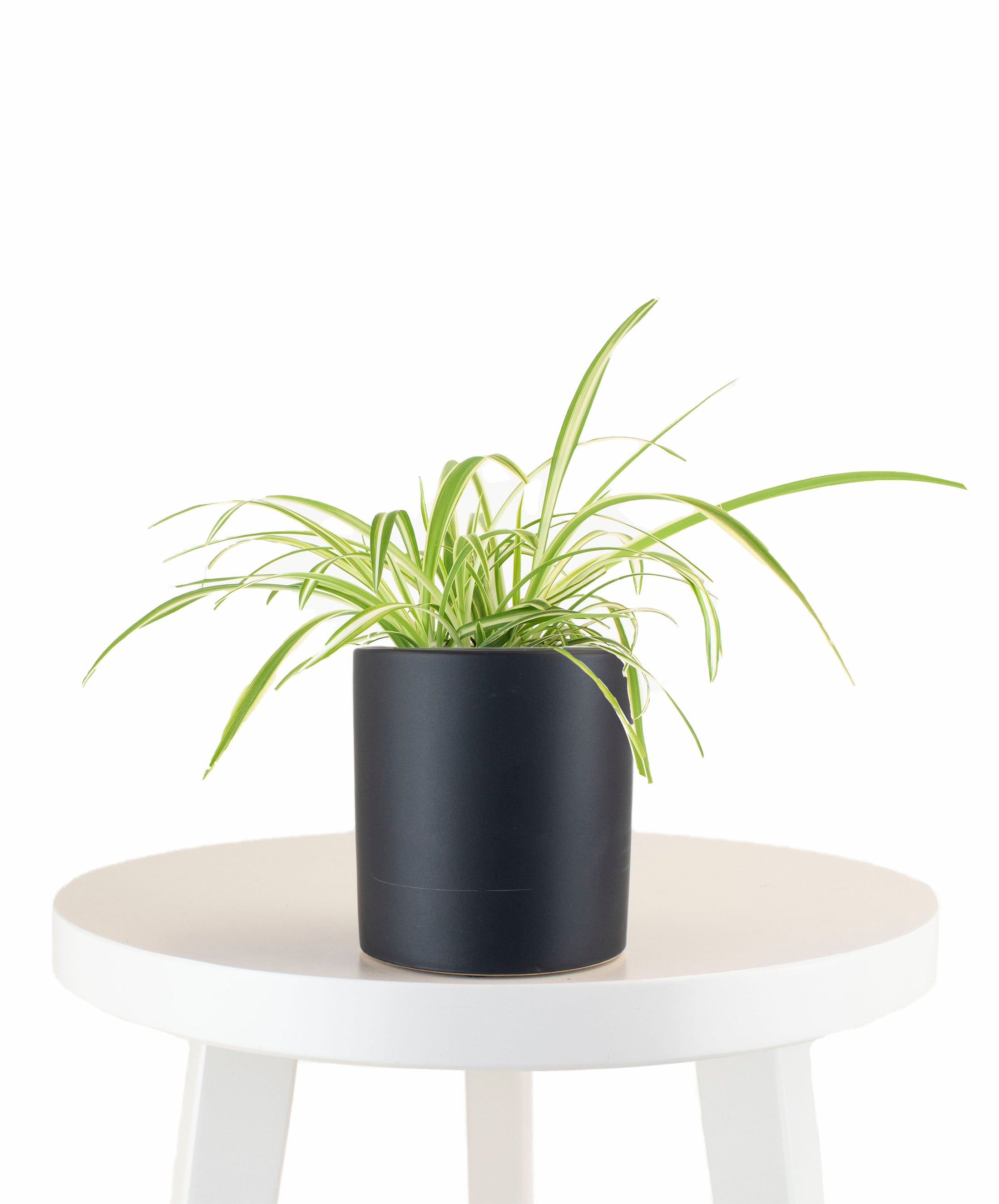 spider plant home depot Spider Plant in Black Ceramic Cylinder Planter – Shop Succulents