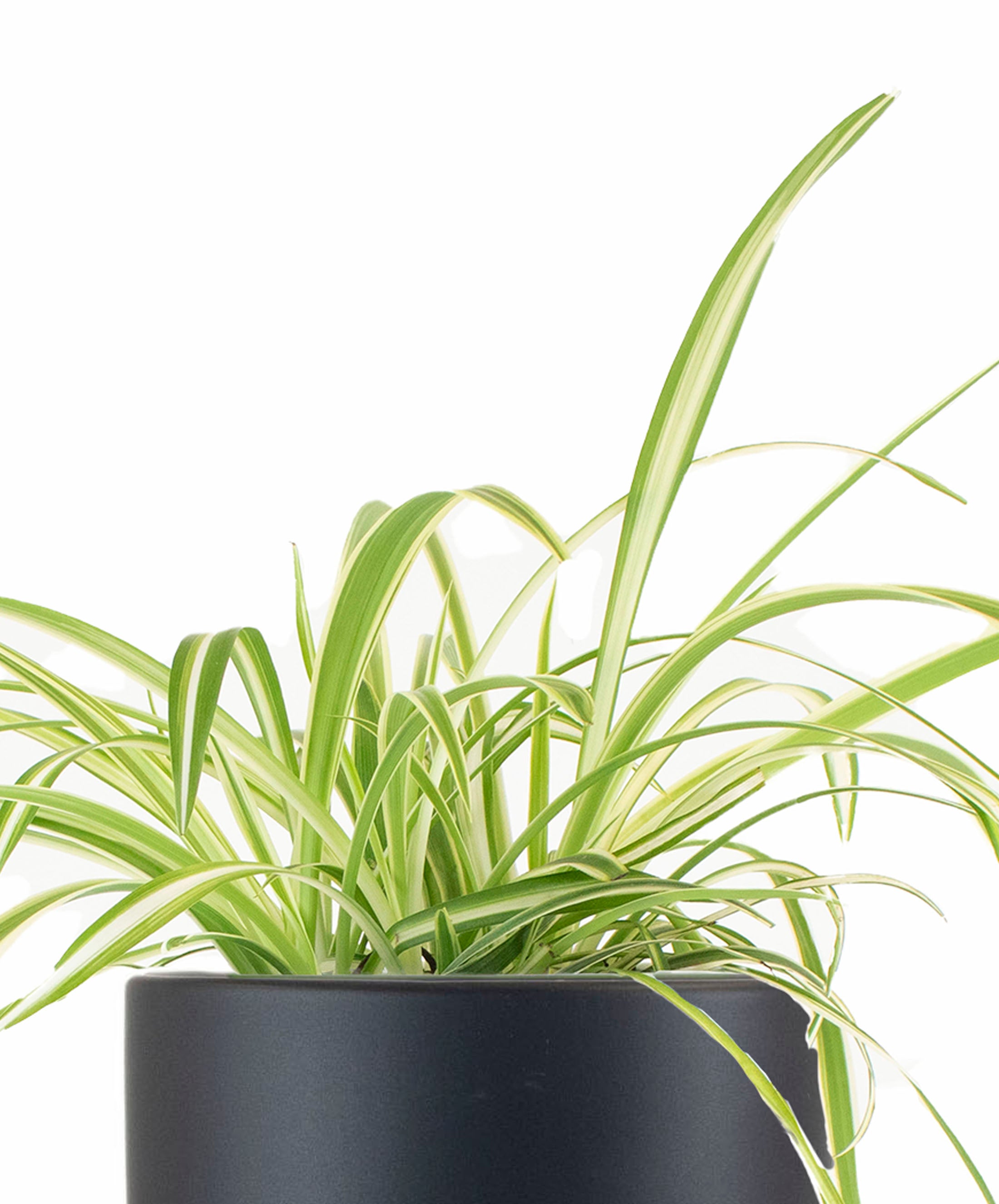 spider planter Spider Plant in Black Ceramic Cylinder Planter – Shop Succulents