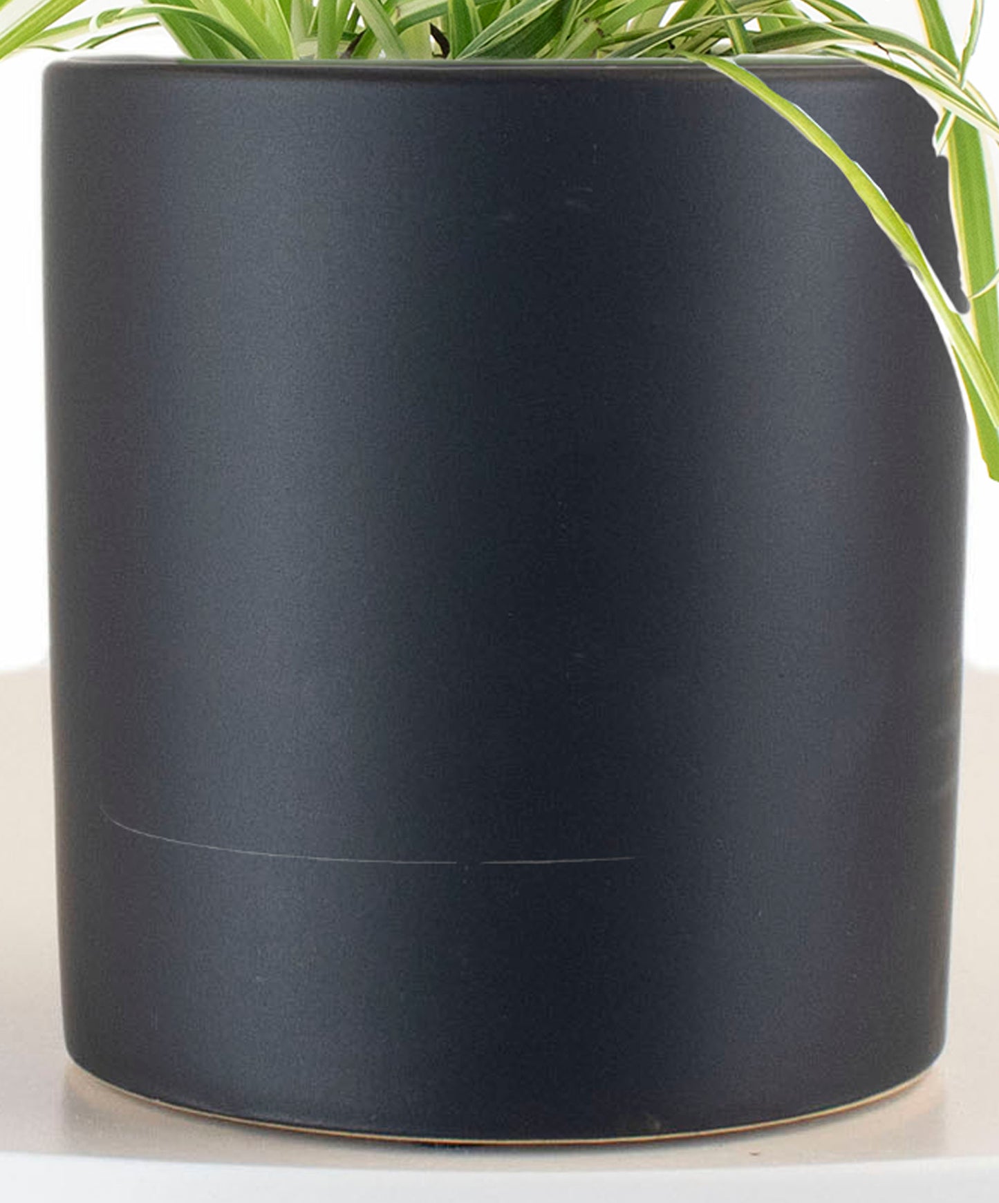 Spider Plant in Black Ceramic Cylinder Planter