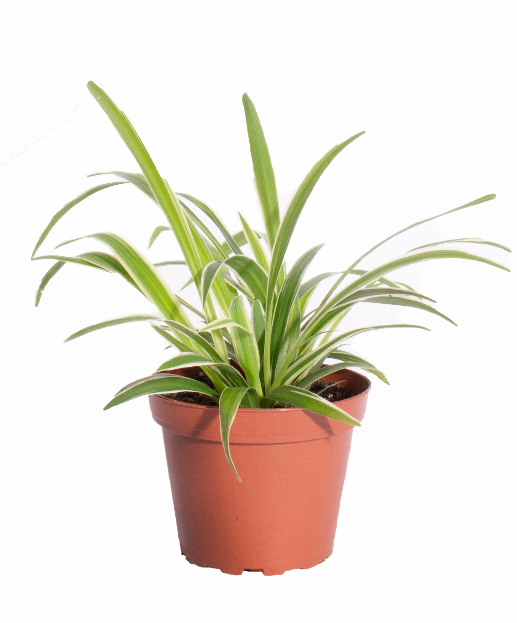buy a spider plant Pothos & Spider Plant – Shop Succulents