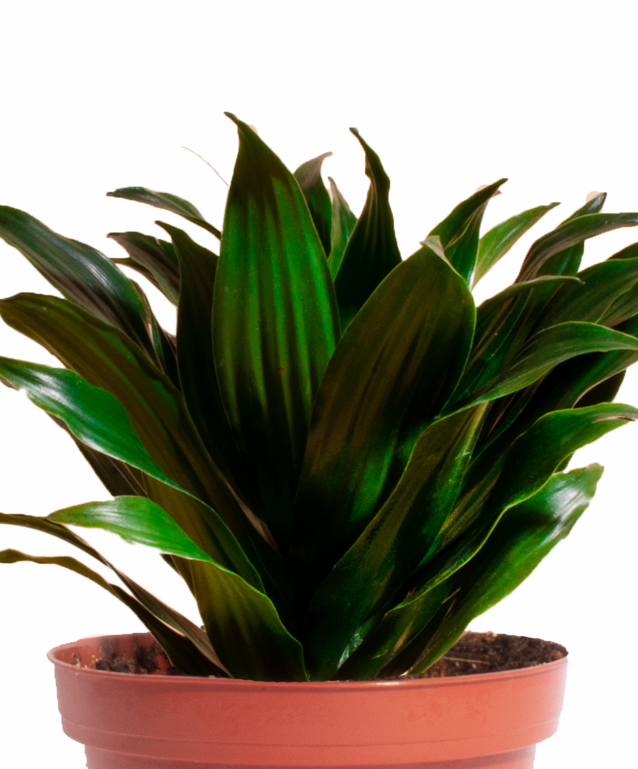 air plant trio Air Purifying Trio Collection – Shop Succulents