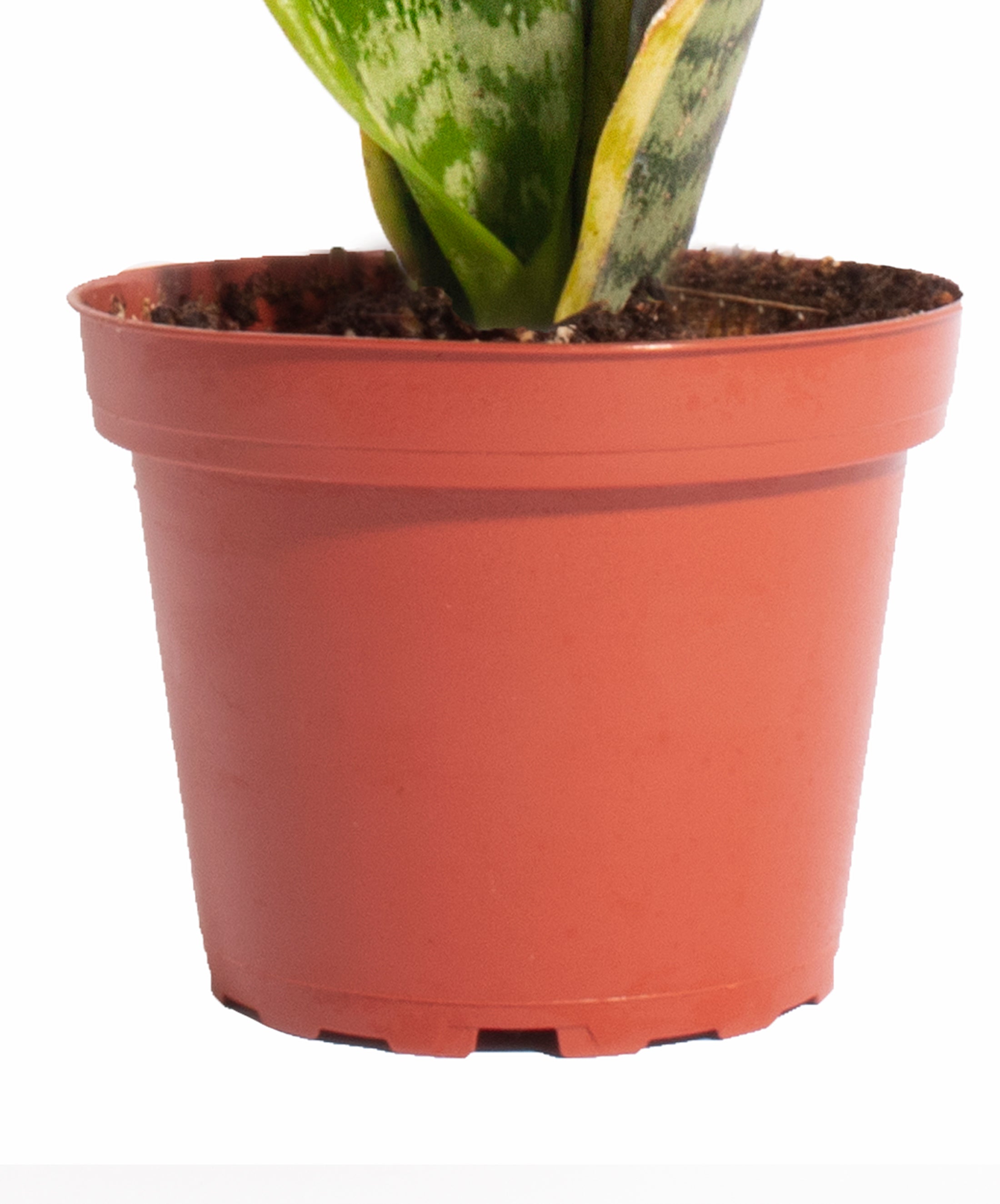 air plant trio Air Purifying Trio Collection – Shop Succulents