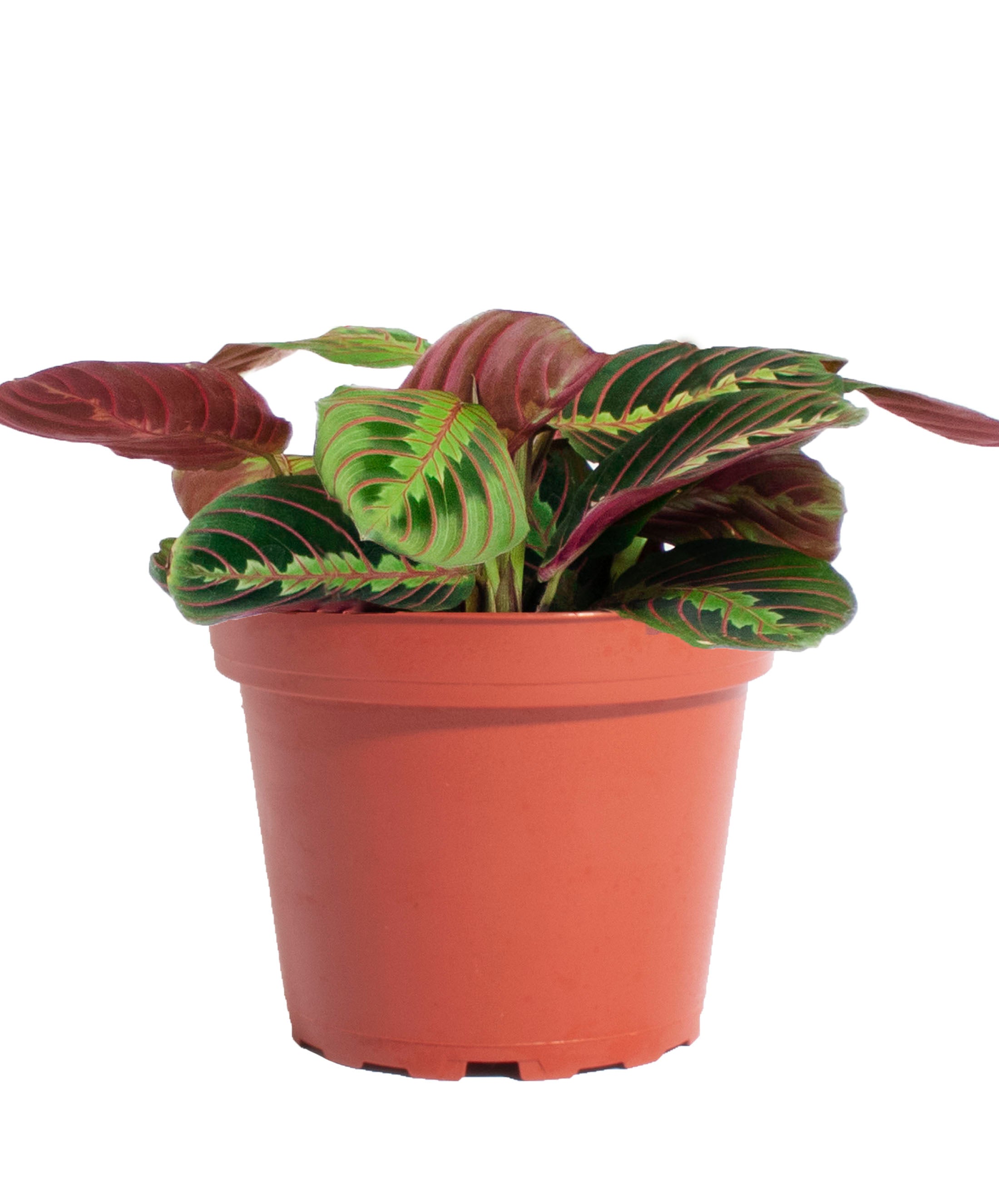 red prayer plant cats Maranta Red 'Prayer Plant' – Shop Succulents