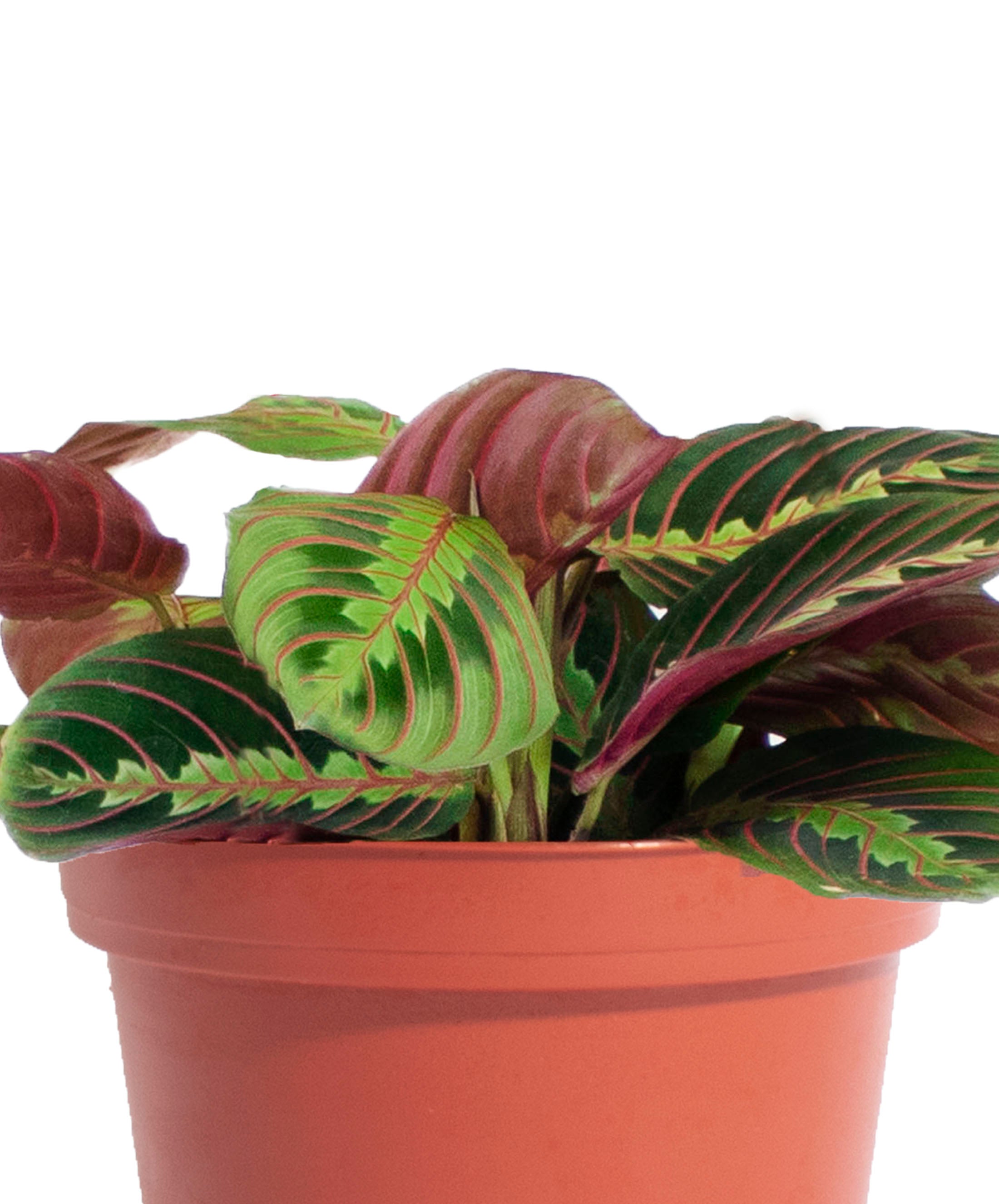 the red prayer plant Maranta Red 'Prayer Plant' House Plant in 6" Hanging Grow Pot