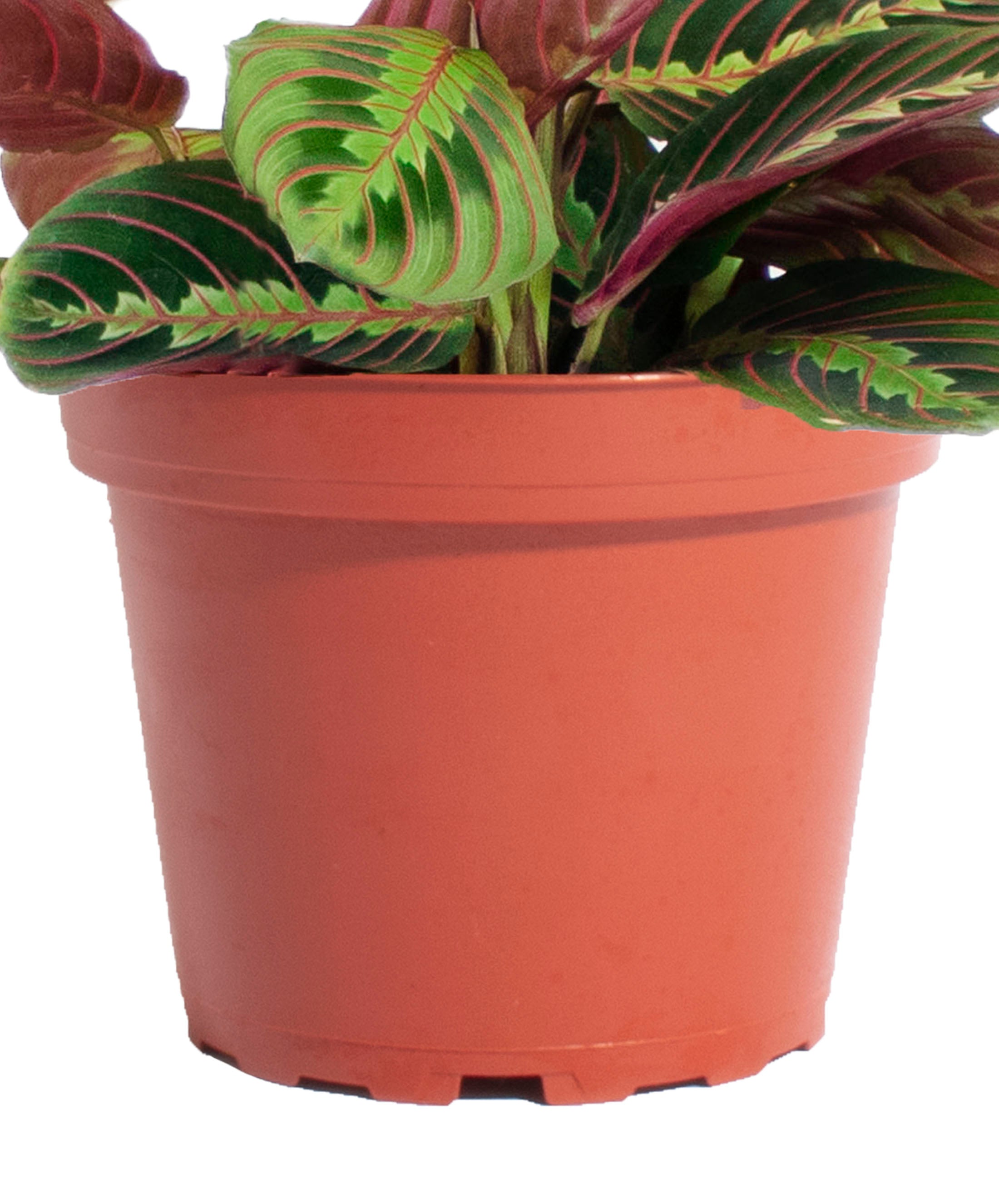 red prayer plant size Maranta Red 'Prayer Plant' House Plant in 6" Hanging Grow Pot
