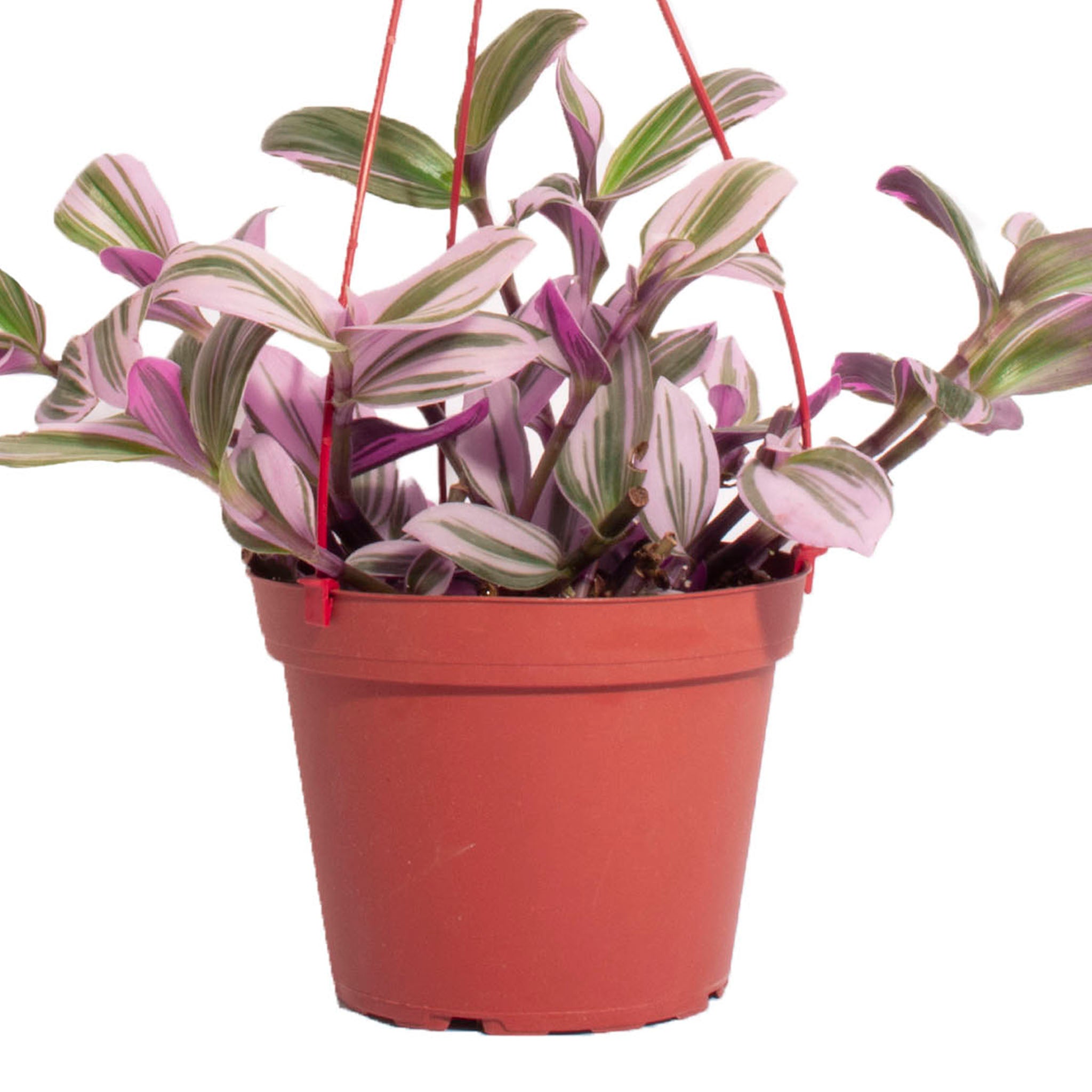 19+ Pink Tradescantia Tradescantia Pink Hanging House Plant (Tradescantia fluminensis 'Nanouk