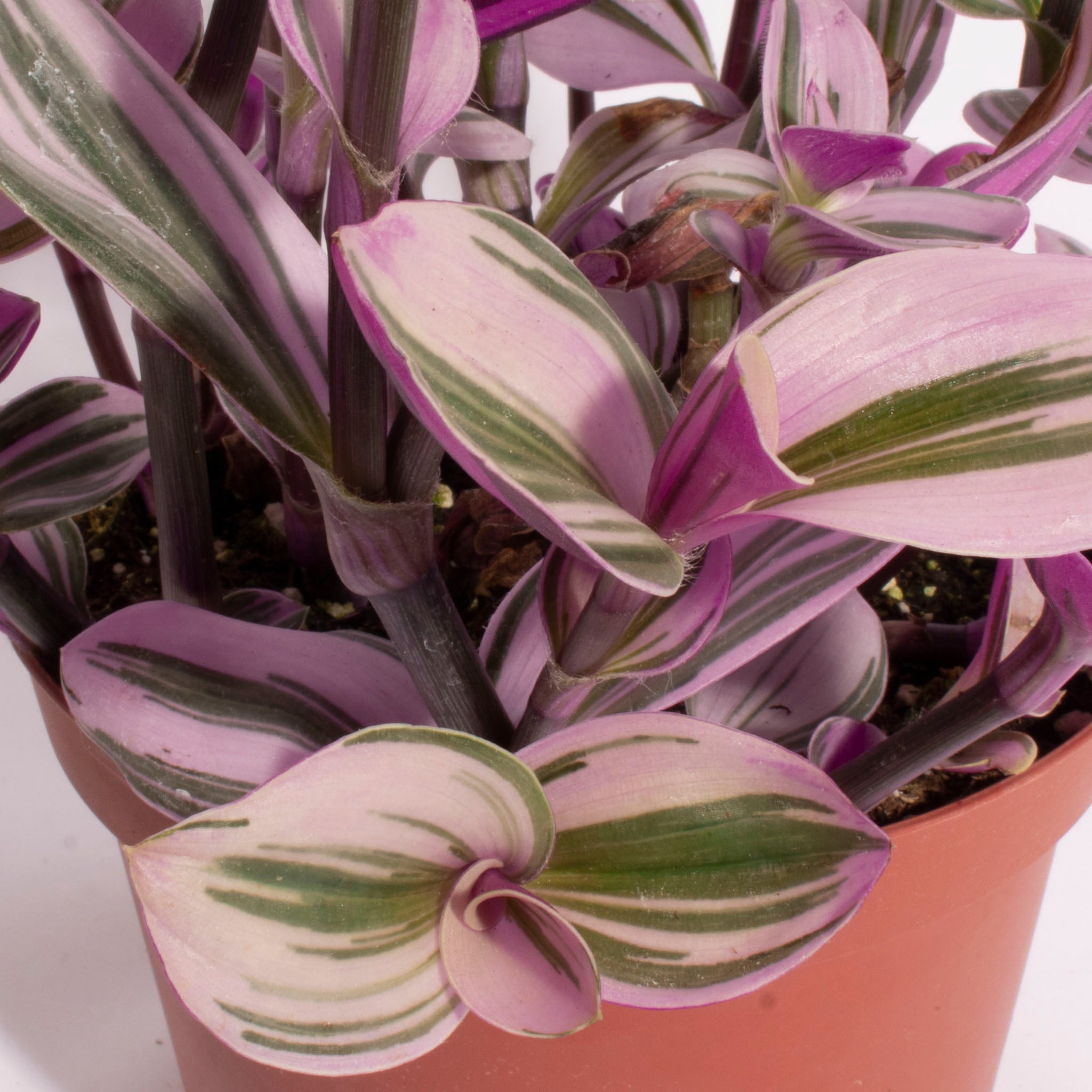 19+ Tradescantia Pink Tradescantia Pink Hanging House Plant (Tradescantia fluminensis 'Nanouk