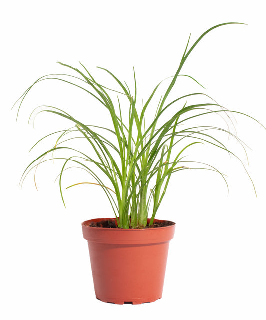 Ponytail Palm Plant in 4" Nursery Pot