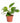 Pothos & Spider Plant
