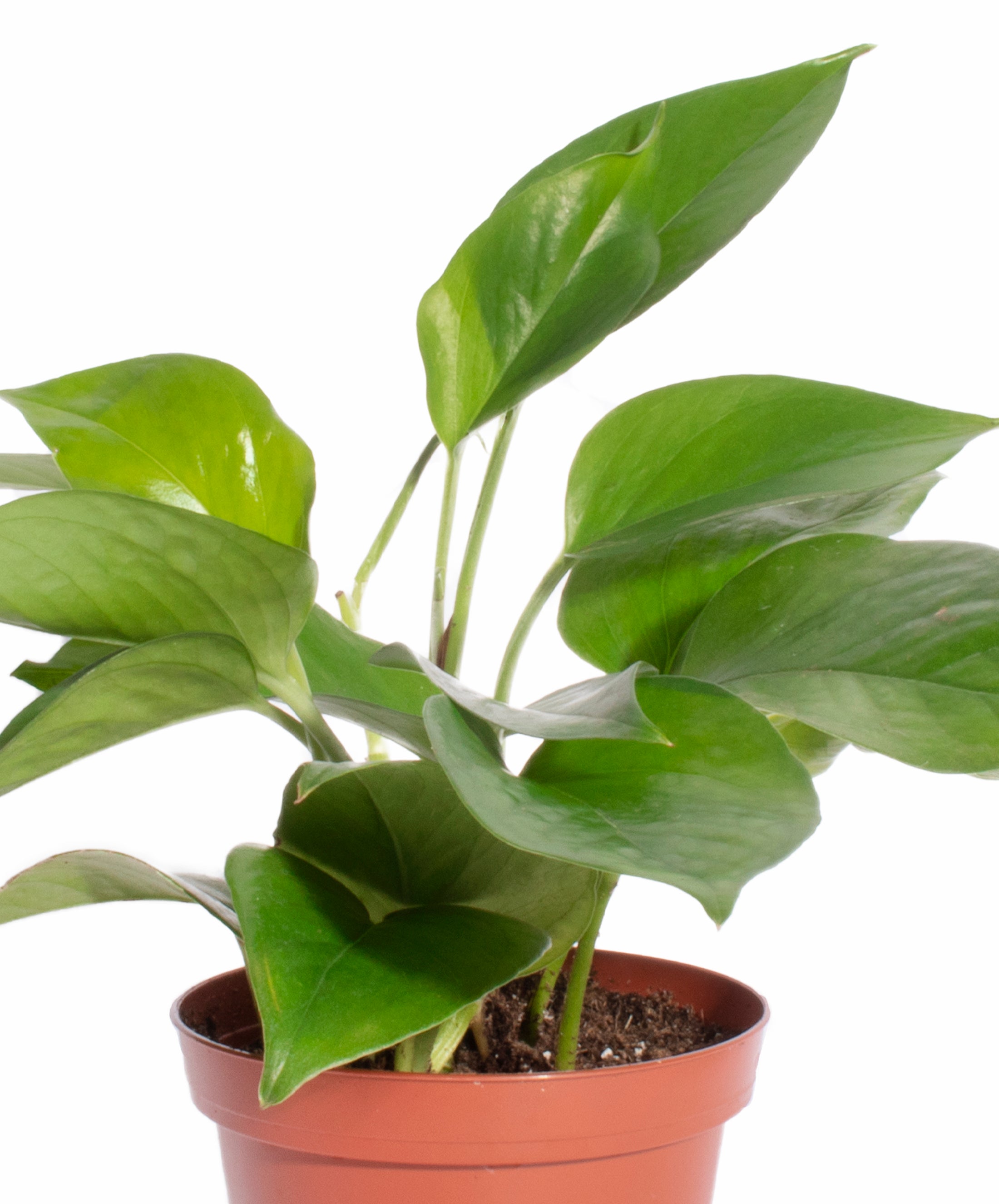 spider plant and pothos together Pothos & Spider Plant