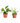 Pothos & Spider Plant