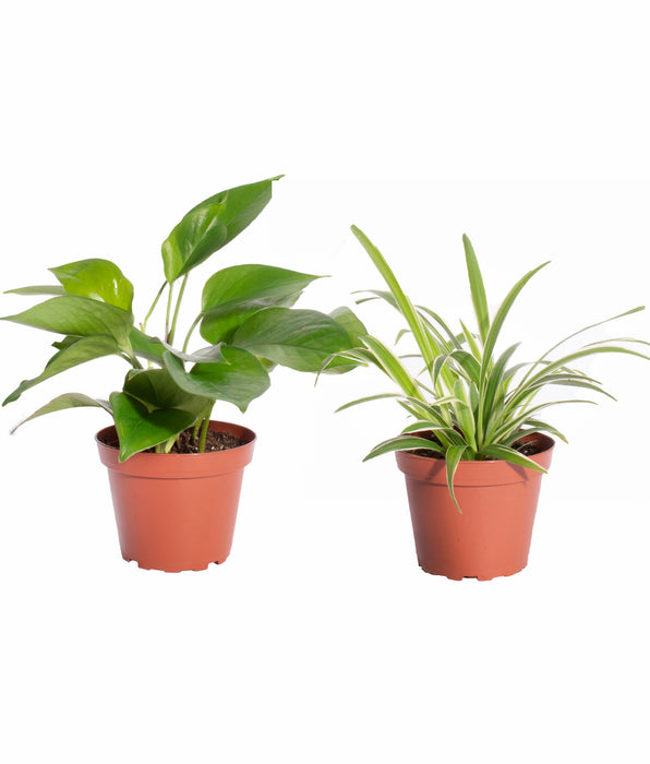 Low Maintenance Indoor Plants Shop Succulents