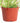 Chlorophytum comosum 'Spider Plant'