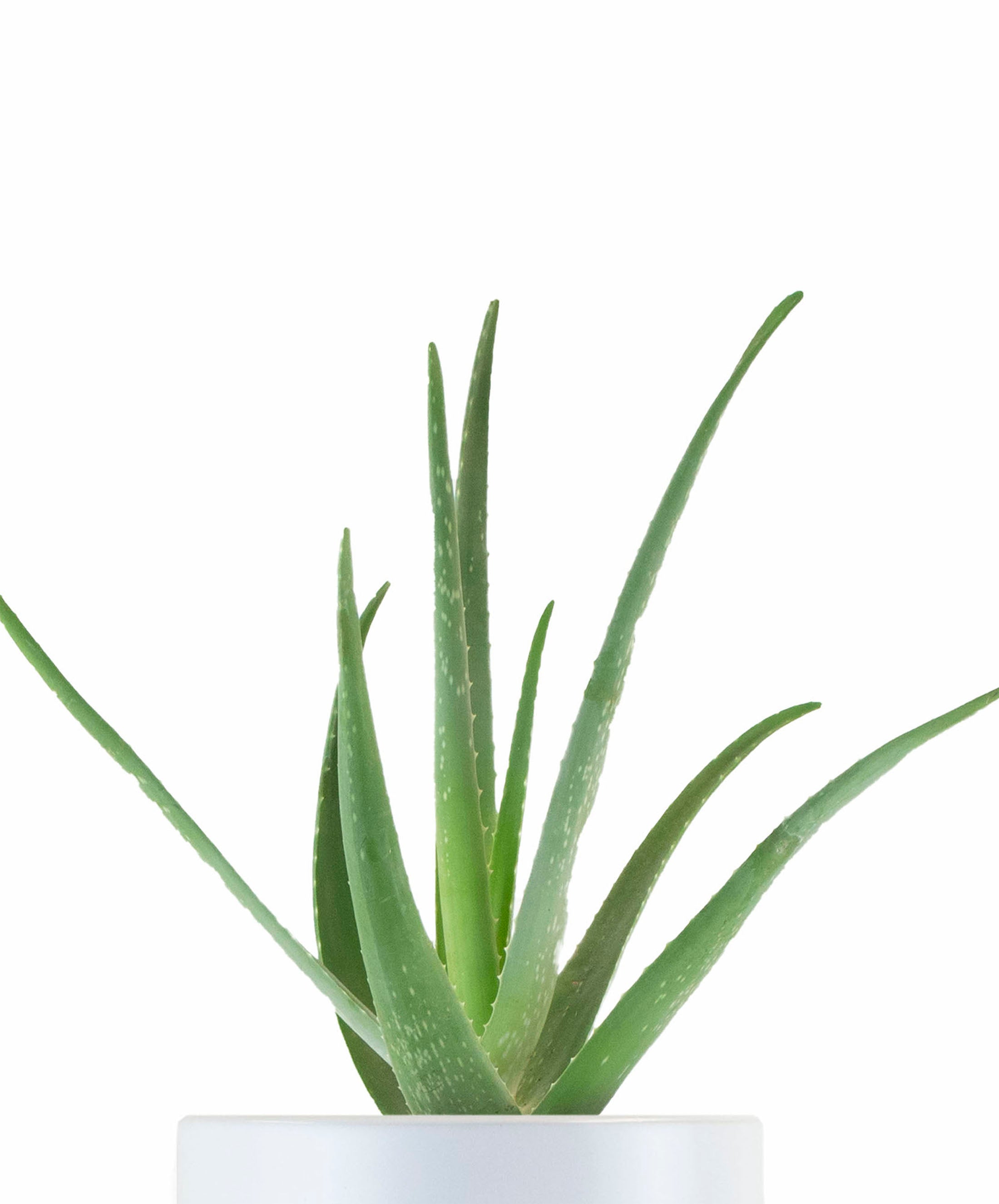 aloe vera plant free shipping Aloe Vera House Plant in White Ceramic Cylinder Planter – Shop Succulents