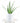 Aloe Vera House Plant in White Ceramic Cylinder Planter