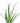 Aloe Vera House Plant in White Ceramic Cylinder Planter