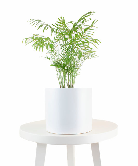 Parlor Palm House Plant in White Ceramic Cylinder Planter