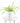 Spider Plant in White Ceramic Cylinder Planter