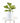 Ficus Lyrata 'Fiddle Leaf Fig' in White Ceramic Cylinder Planter