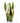 Sansevieria Laurentii in White Ceramic Cylinder Planter