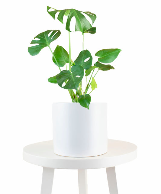 Monstera Delicious House Plant in White Ceramic Cylinder Planter