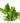Epipremnum aureum 'Pothos' in White Ceramic Cylinder Planter