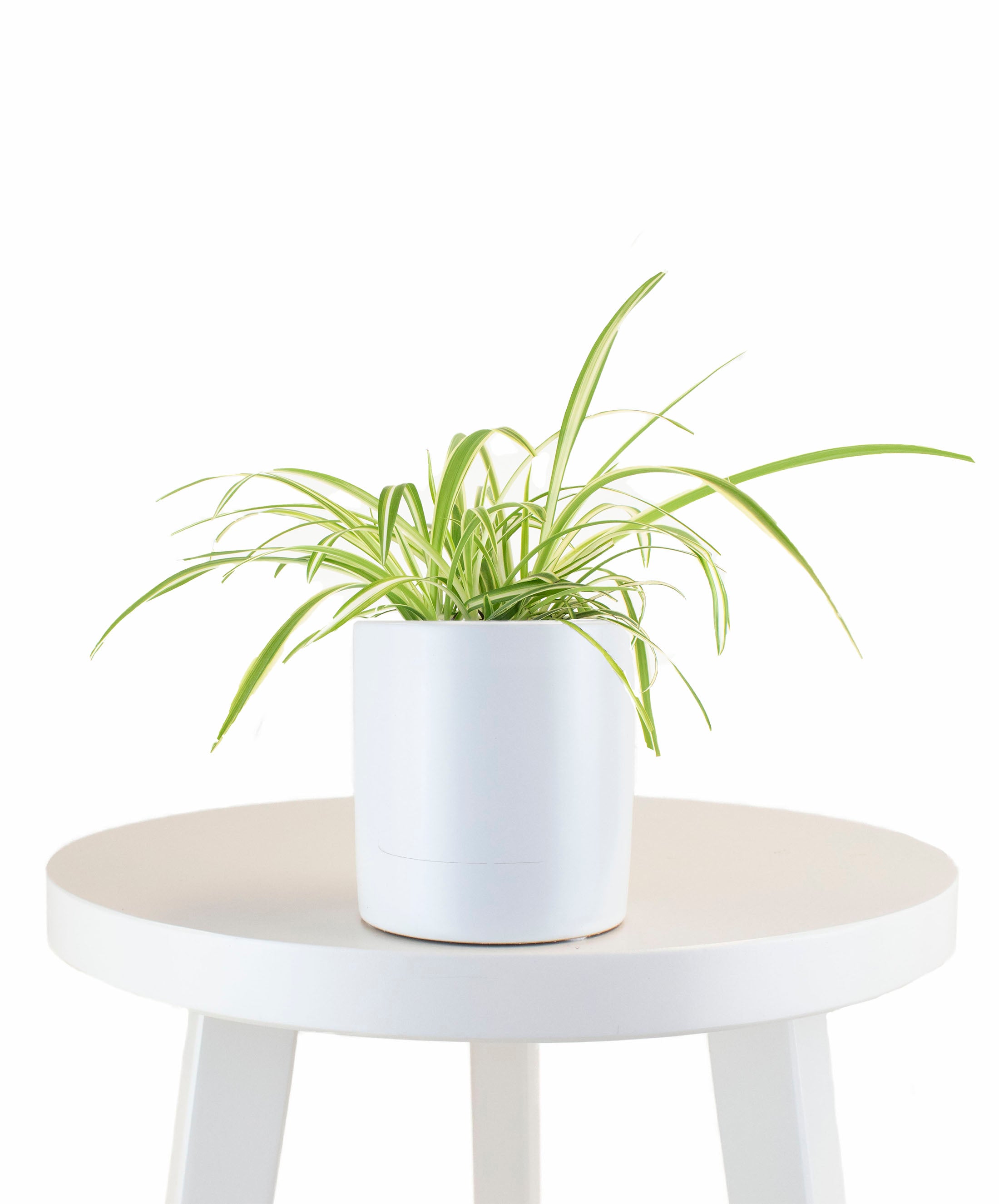 spider plant in white pot Spider Plant in White Ceramic Cylinder Planter – Shop Succulents