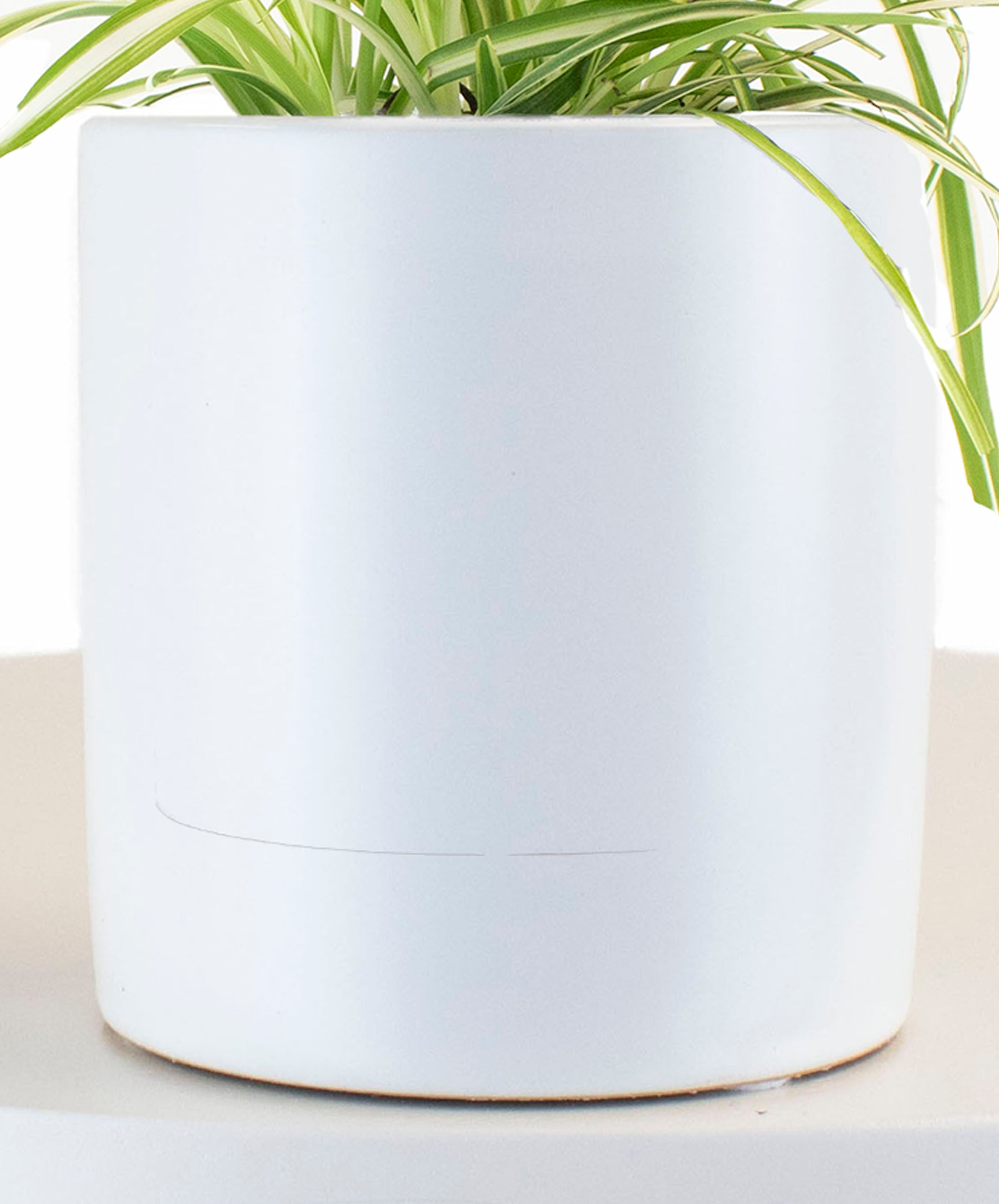 spider plant in white pot Spider Plant in White Ceramic Cylinder Planter – Shop Succulents