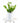 ZZ Plant in White Ceramic Cylinder Planter