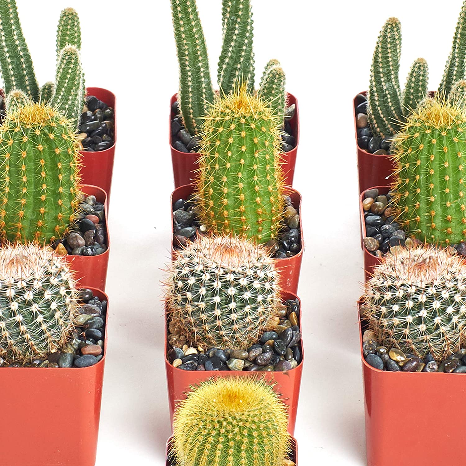 mini indoor cactus plants Shop Succulents Premium Live Mini Cactus Plants in Bulk 2" Pots, Easy Care Indoor or Outdoor Gardening, Terrariums, Favors, & Contemporary Spaces