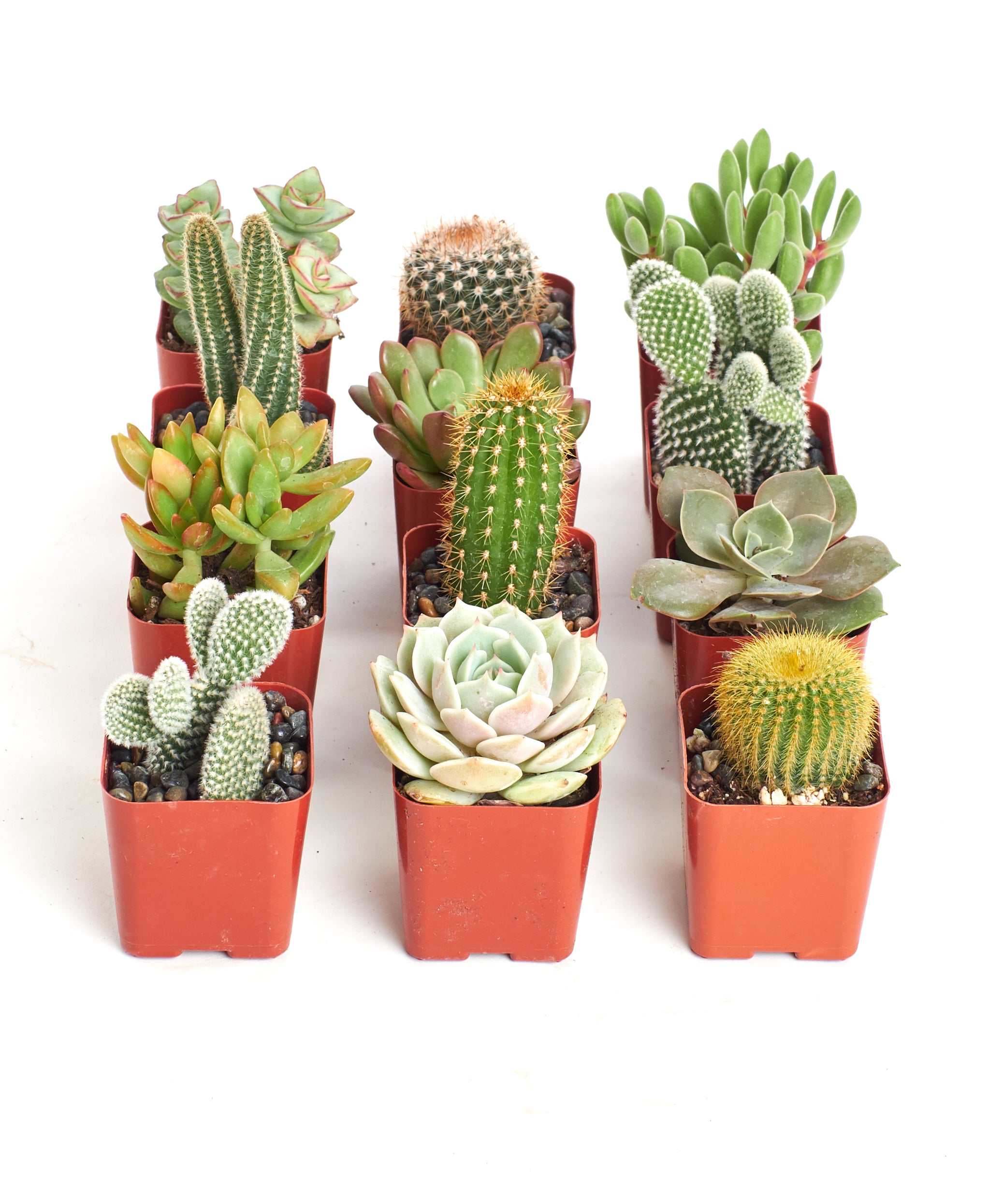 types of little cactus Shop Succulents Premium Live Mini Cactus and Succulent Plants in 2" Pots, Easy Care Indoor or Outdoor Gardening, Terrariums, Fa