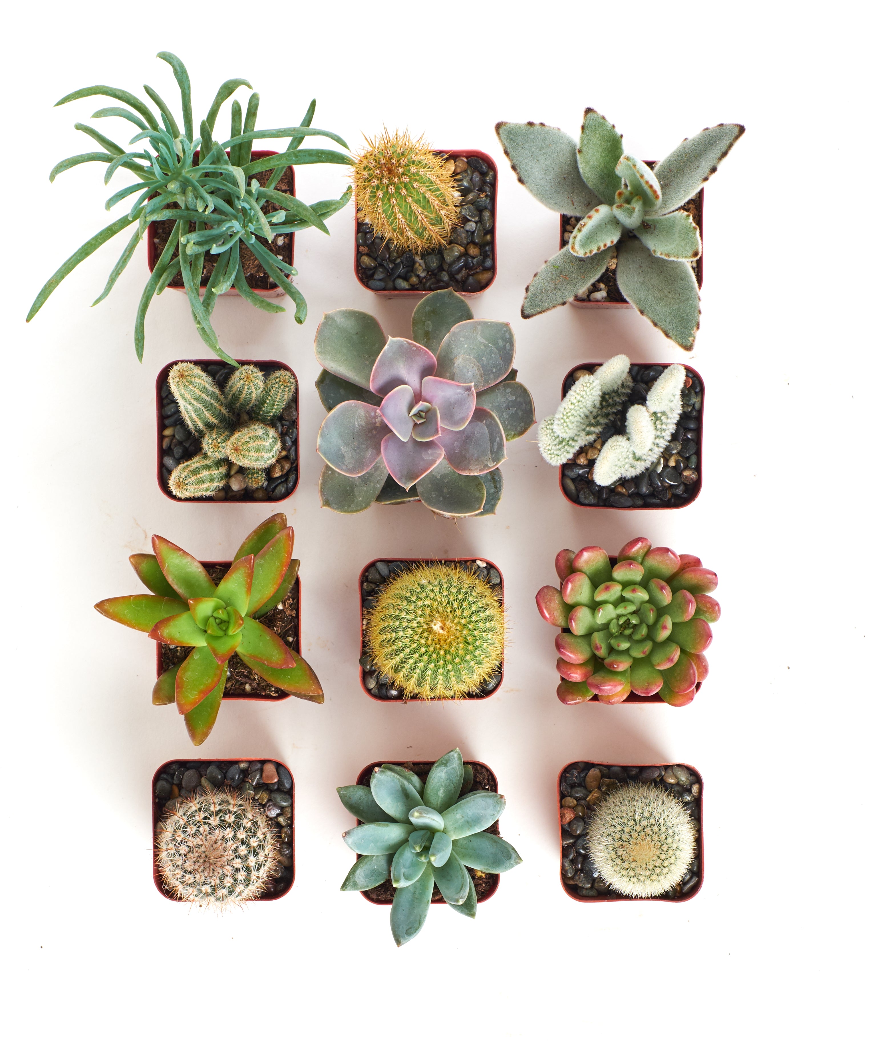 40 succulents Shop Succulents Premium Live Mini Cactus and Succulent Plants in 2" Pots, Easy Care Indoor or Outdoor Gardening, Terrariums, Fa