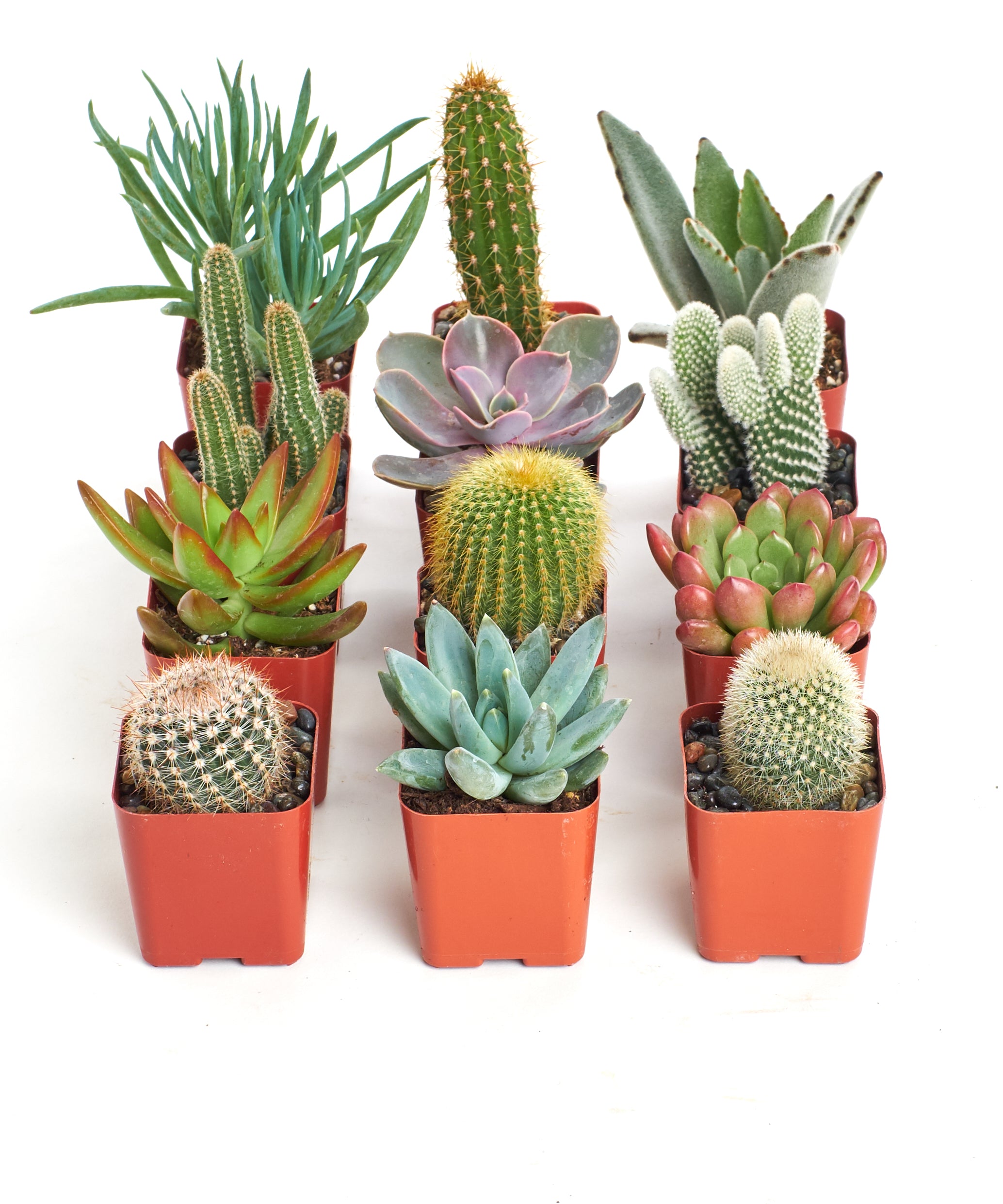 where to buy mini succulent plants Shop Succulents Premium Live Mini Cactus and Succulent Plants in 2" Pots, Easy Care Indoor or Outdoor Gardening, Terrariums, Fa