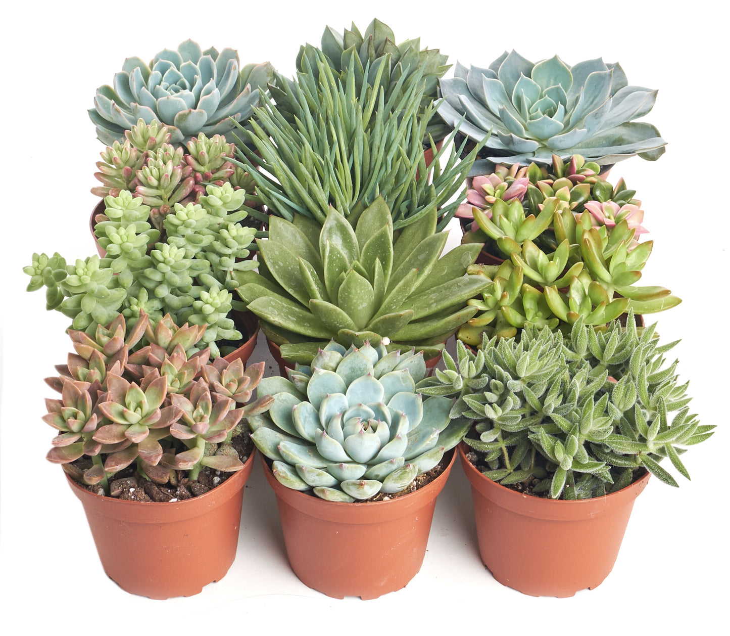 Assorted Succulent Collection in 4" Nursery Pots