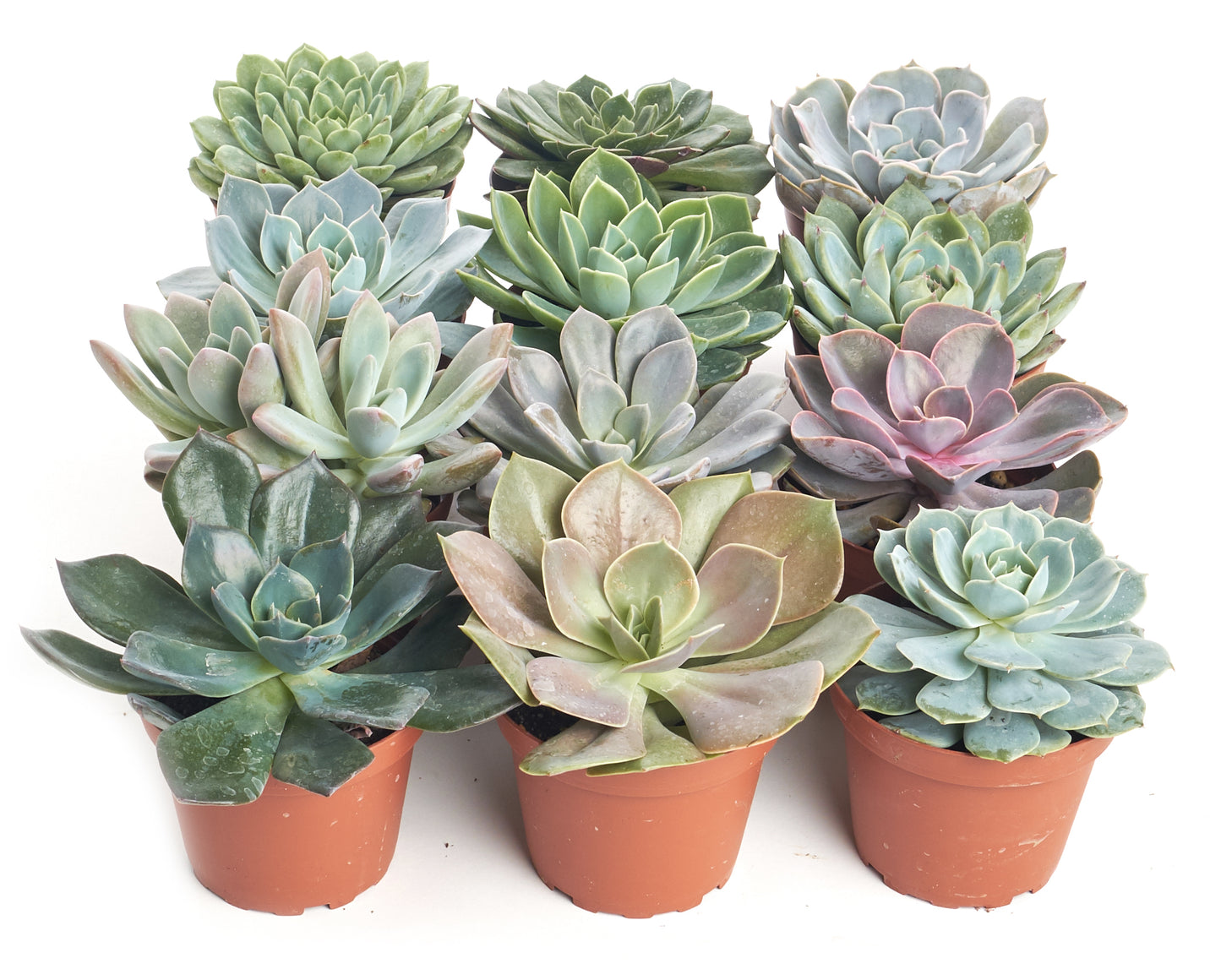 Rosette Succulent Collection in 4" Nursery Pots