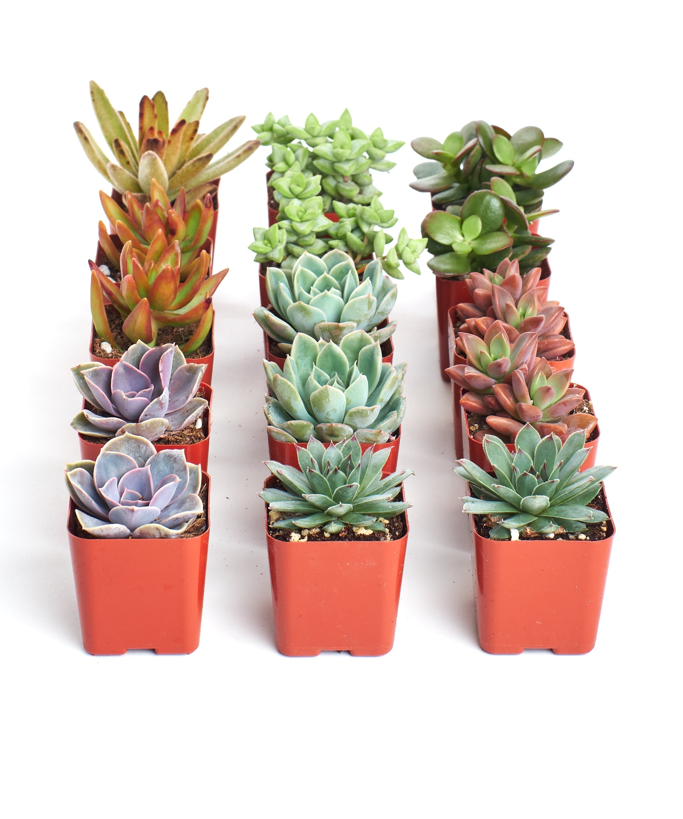 small succulant plants 2 in. Assorted Succulent Collection (100-Pack)