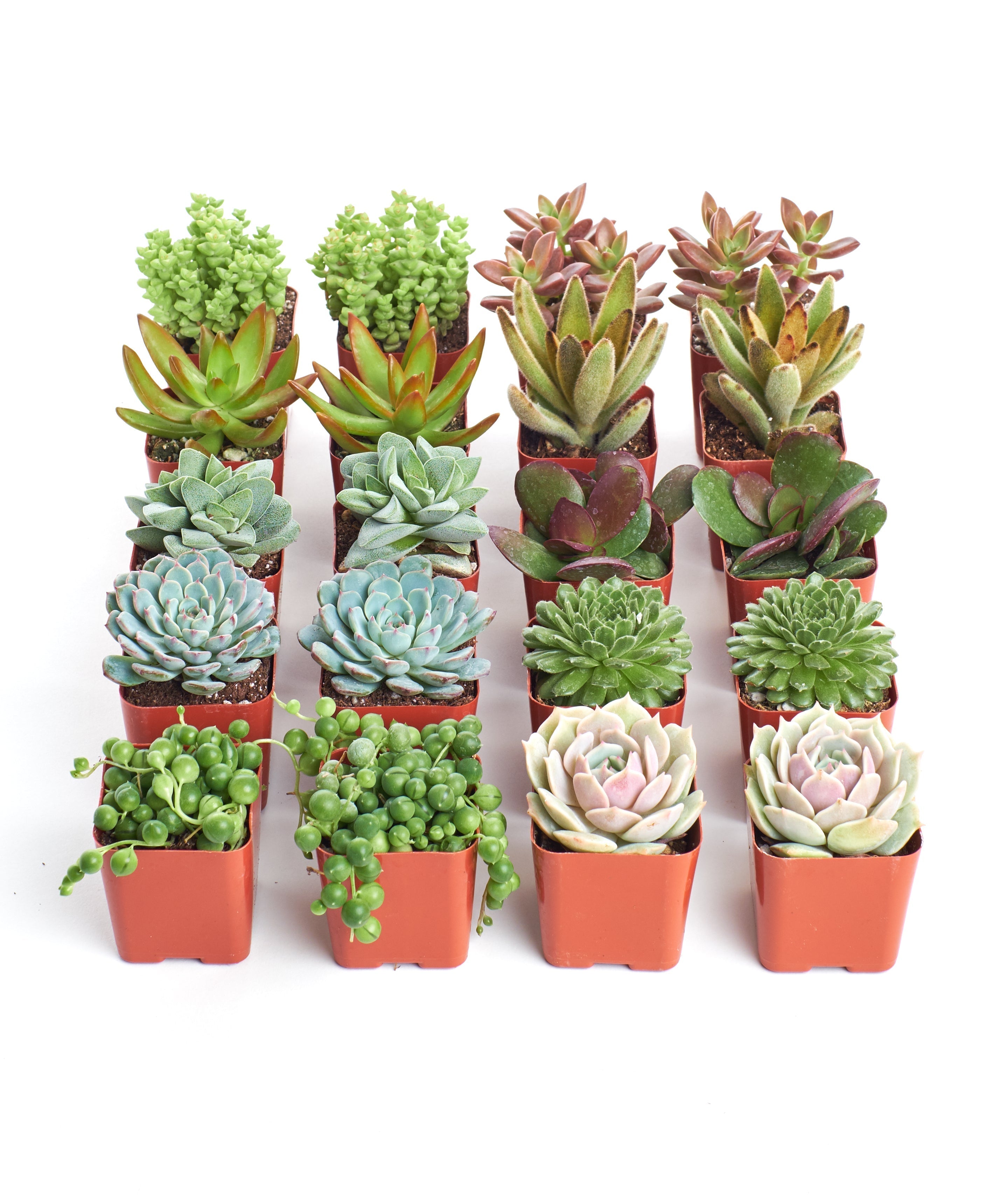 mini succulents types 2 in. Assorted Succulent Collection (100-Pack)