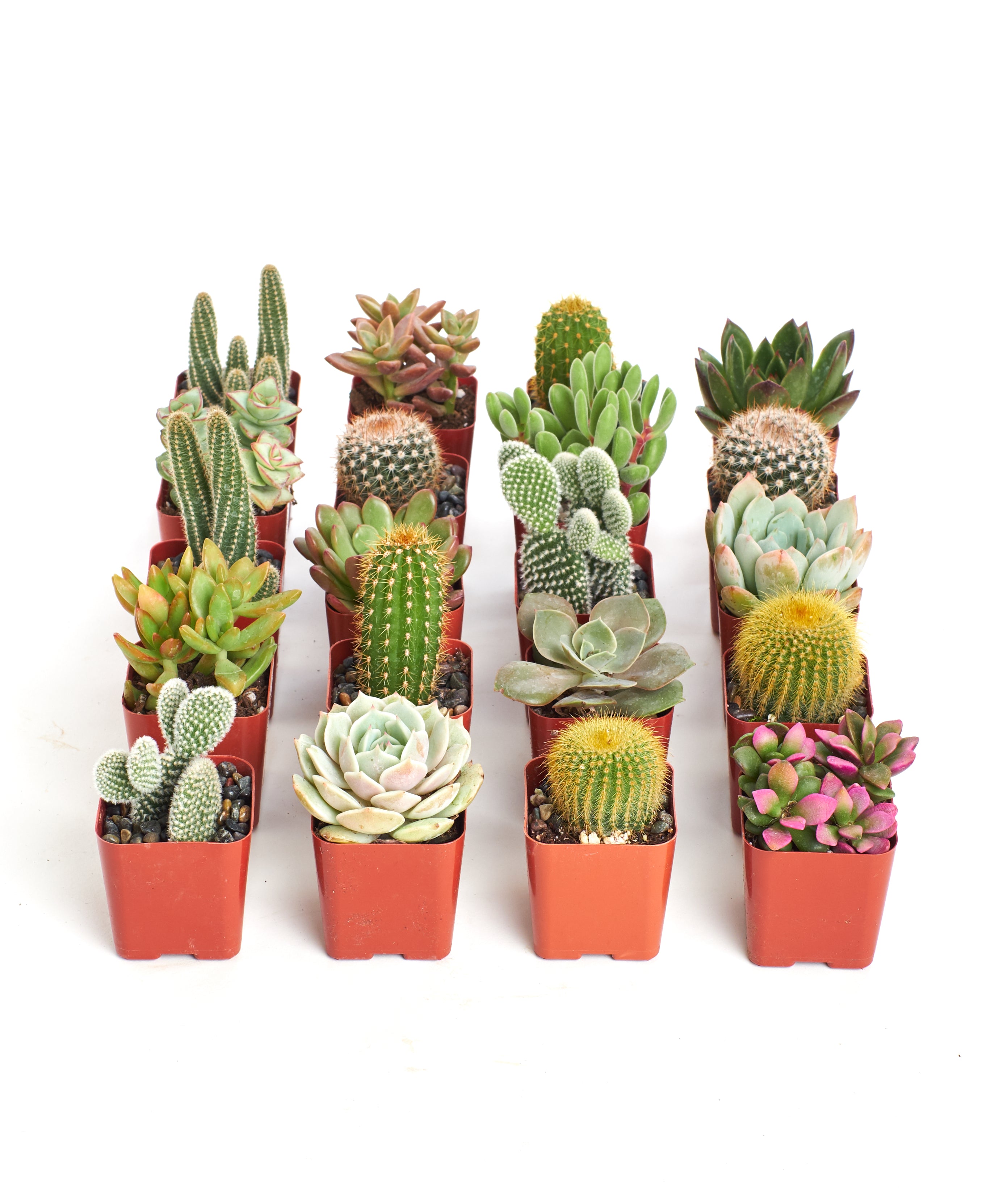succulents collection Shop Succulents Premium Live Mini Cactus and Succulent Plants in 2" Pots, Easy Care Indoor or Outdoor Gardening, Terrariums, Fa