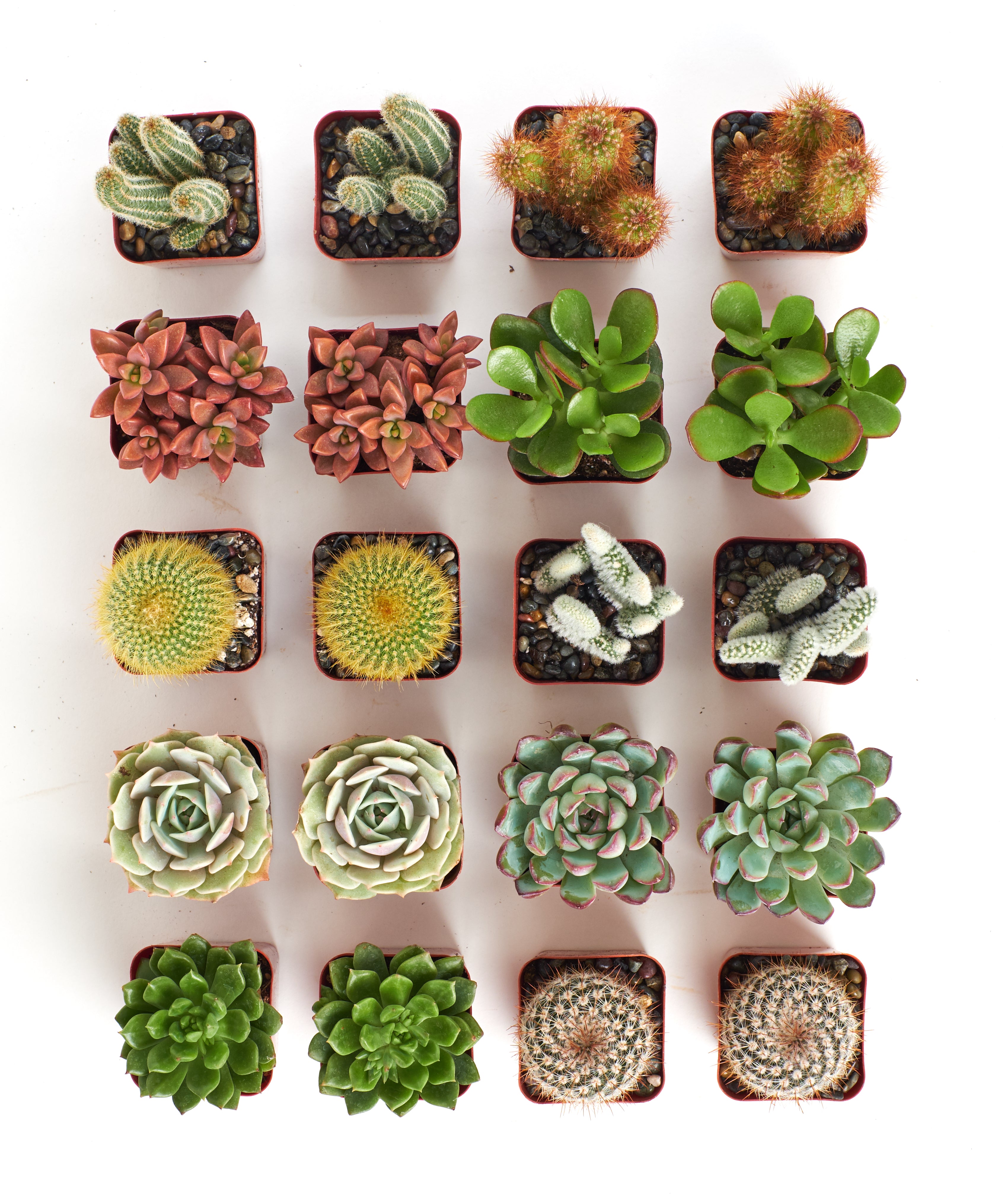 mini asst cactus and succulent Shop Succulents Premium Live Mini Cactus and Succulent Plants in 2" Pots, Easy Care Indoor or Outdoor Gardening, Terrariums, Fa