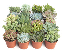 Assorted Succulent Collection in 4" Nursery Pots