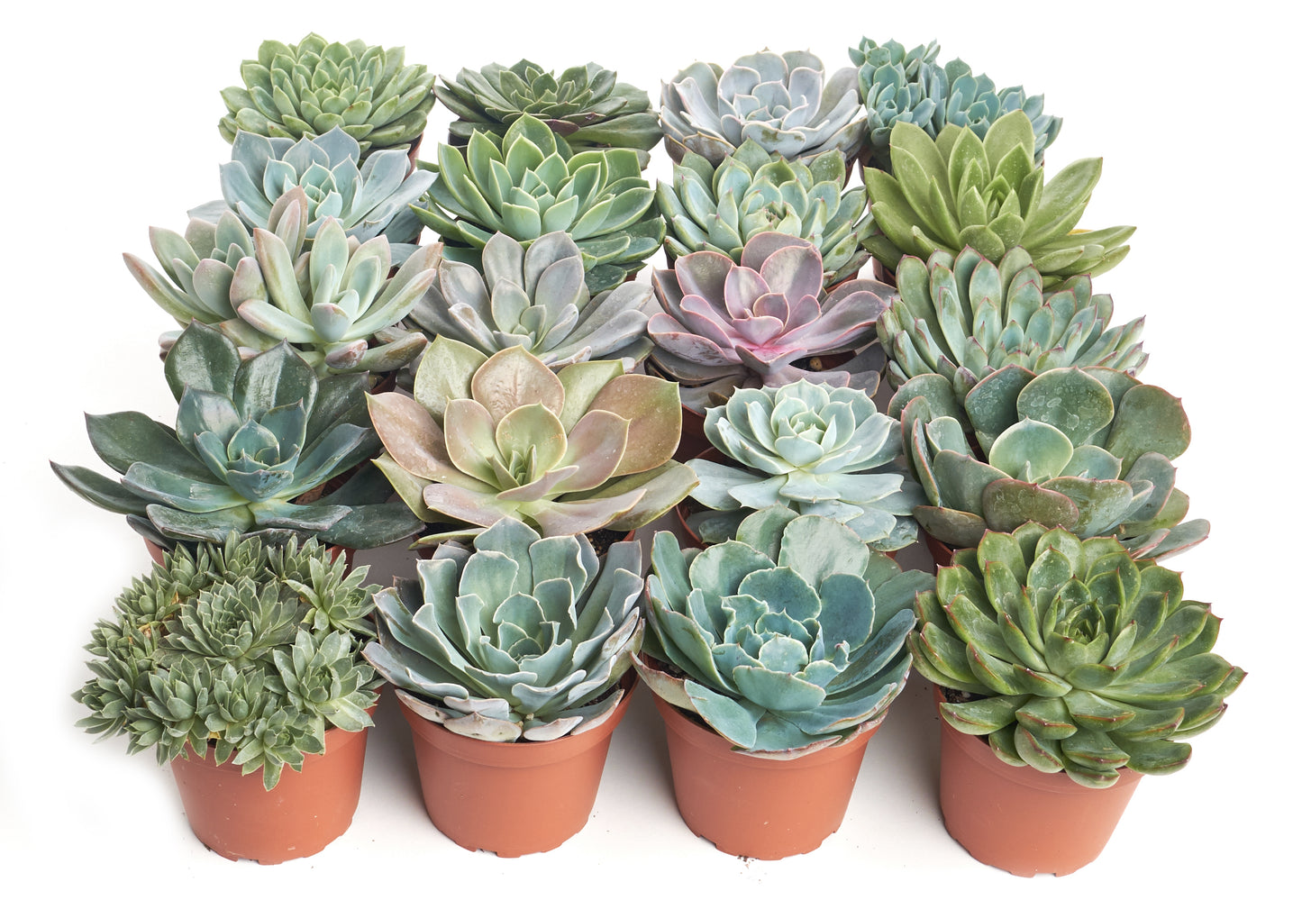 Rosette Succulent Collection in 4" Nursery Pots