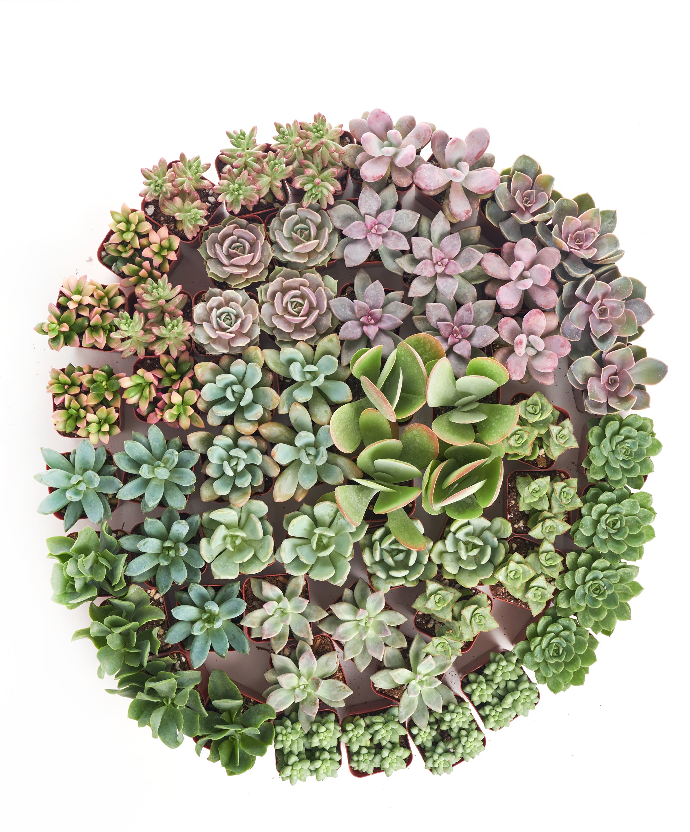 pastel colored succulents Home Botanicals Premium Pastel Succulent (Collection of 40)