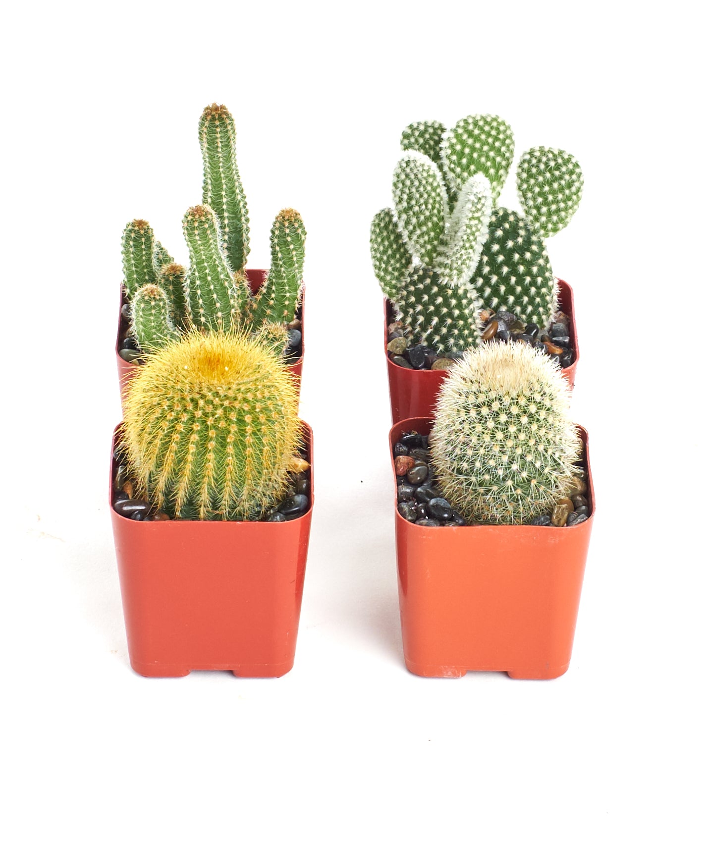small cactus succulent plants Assorted Mini Cactus Collection – Shop Succulents