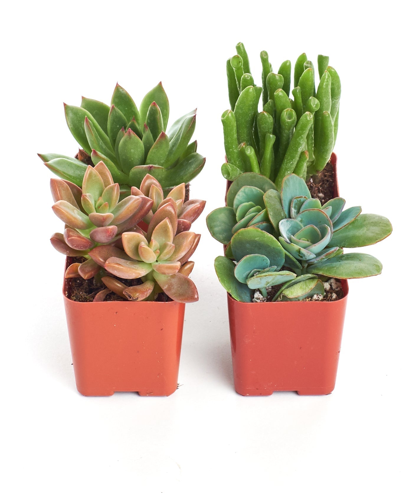 succulent depot free shipping Home Botanicals Assorted Succulent (Collection of 4)