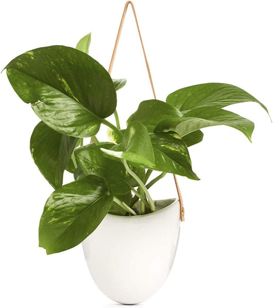 Hanging Ceramic Planter with Leather Strap with Live Pothos Houseplant Included