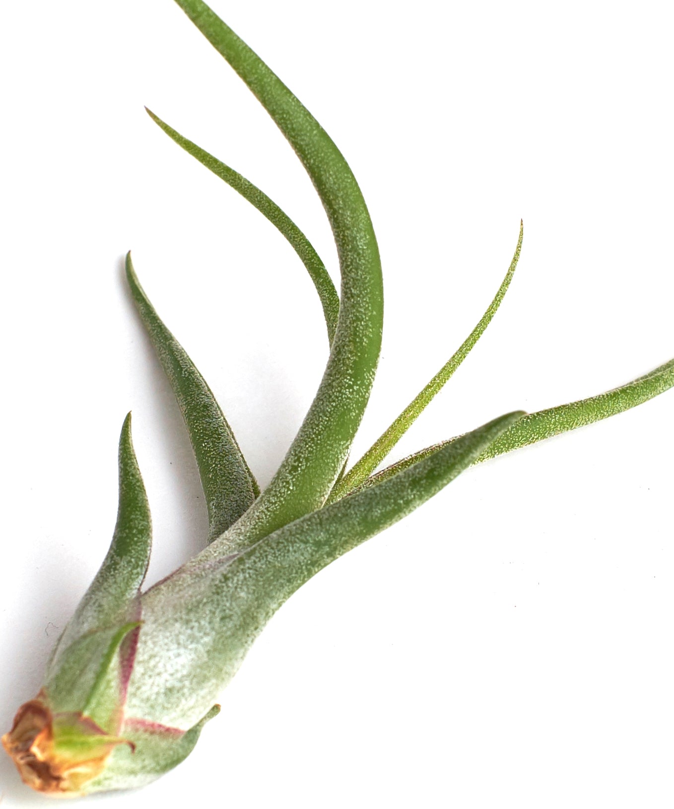 medusa air plant care Tillandsia Caput Medusae – Shop Succulents