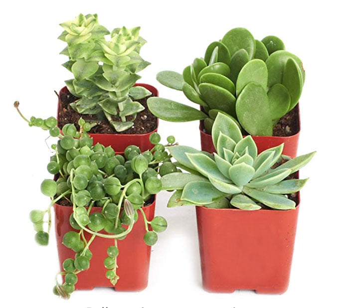 succulents depot free shipping Verde Mini Succulent Collection – Shop Succulents