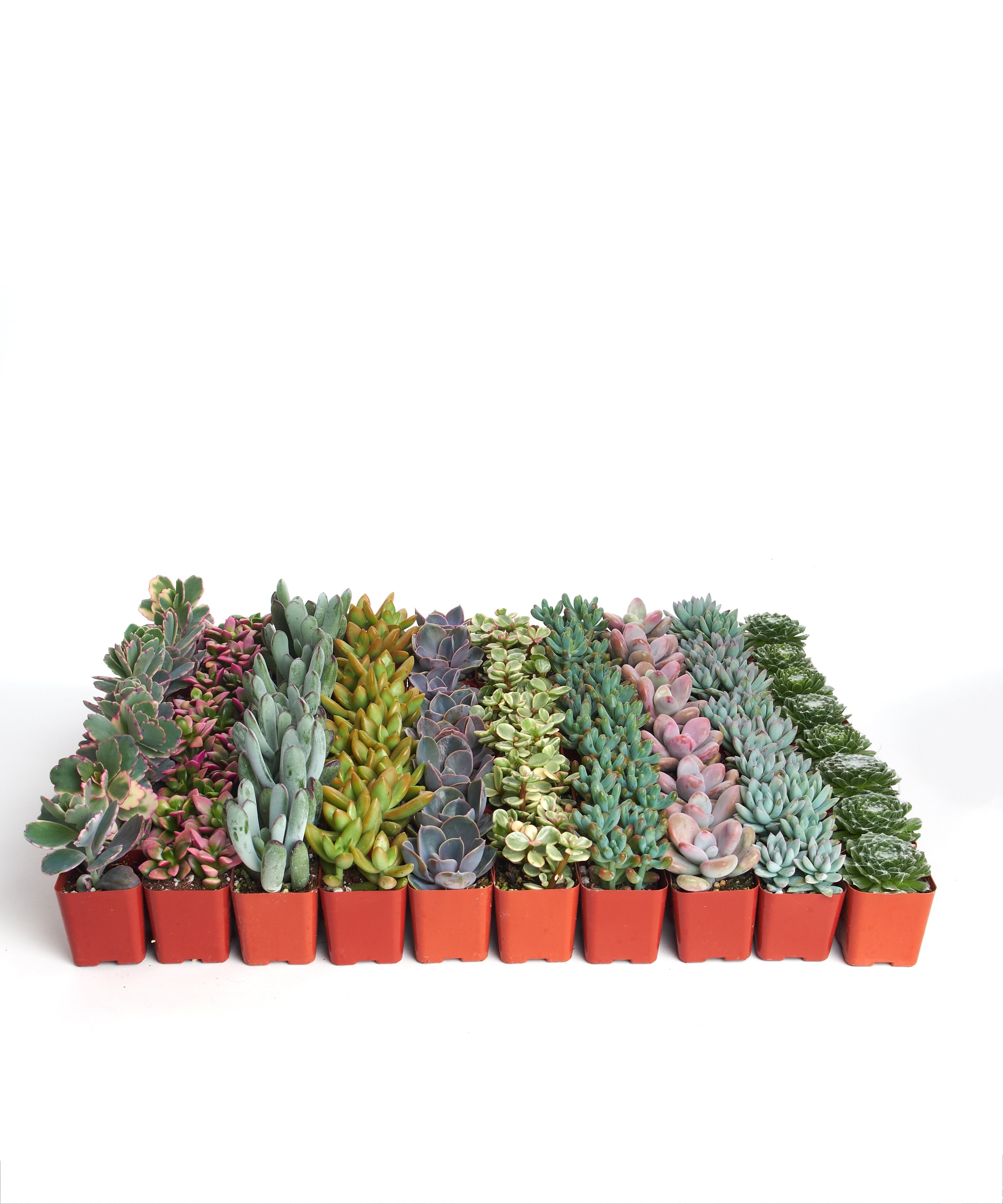 succulents for sale bulk Home Botanicals Premium Pastel Succulent (Collection of 40)
